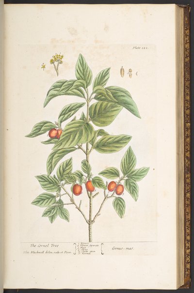 Tallrik 121, från 