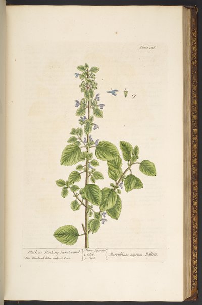 Tallrik 136, från 