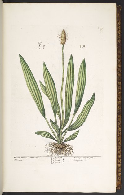 Tallrik 14, smalbladig groblad, från 