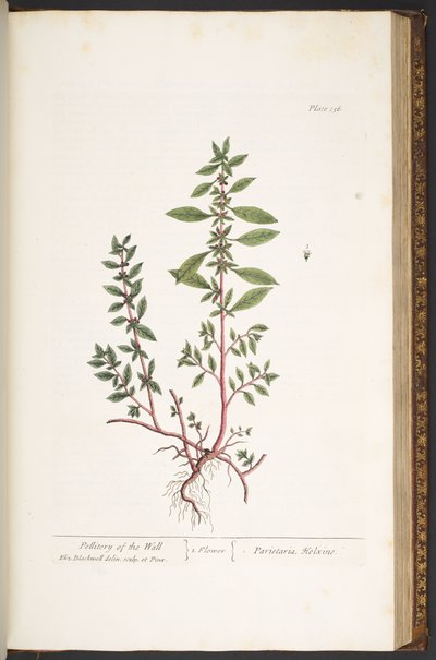 Tallrik 156, från 