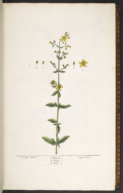 Tallrik 15, johannesört, från 