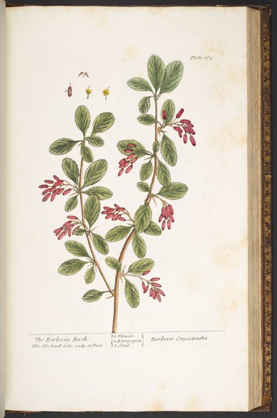 Tallrik 165, The Berberry Bush, från 