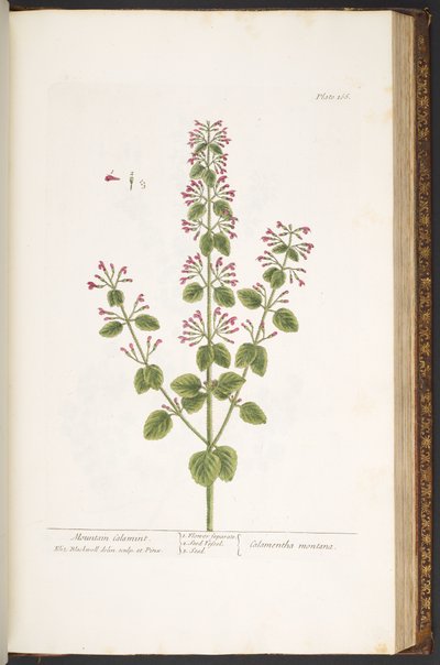 Tallrik 166, Mountain Calamint, från 