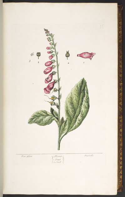 Tallrik 16, Fox Glove, från 