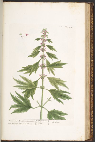 Tallrik 171, från 