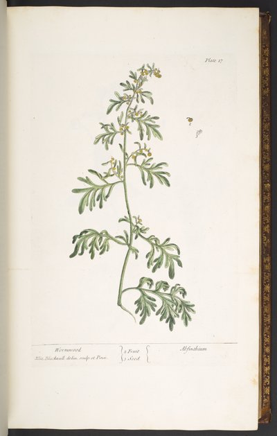Tallrik 17, Malört, från 