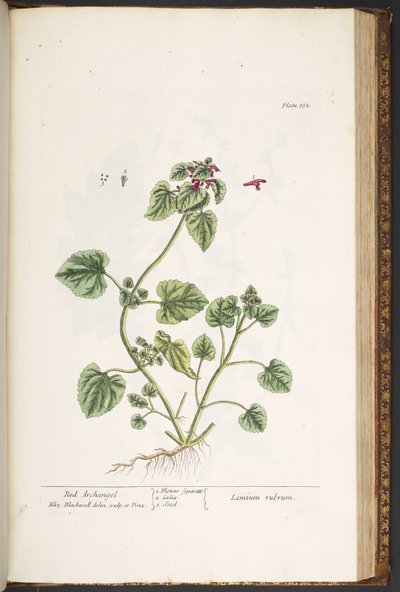 Tallrik 182, från 