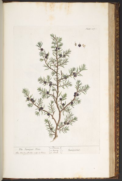 Tallrik 187, Juniper Tree, från 