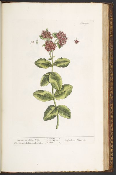 Tallrik 191, Orpine, eller Live-Long, från "A Curious Herbal" av Elizabeth Blackwell