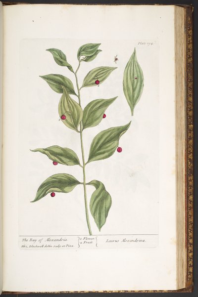 swedish av Elizabeth Blackwell