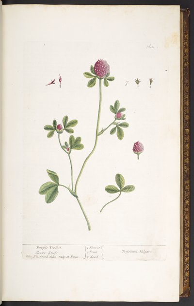 Tallrik 20, Purple Trefoil Clover Grass, från 
