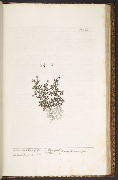 Tallrik 212, från 