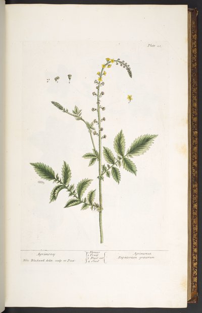 Tallrik 21, Agrimony, från 