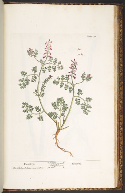 Tallrik 237, Fumitory, från 