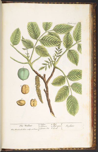 Tallrik 247, The Wallnut, från 
