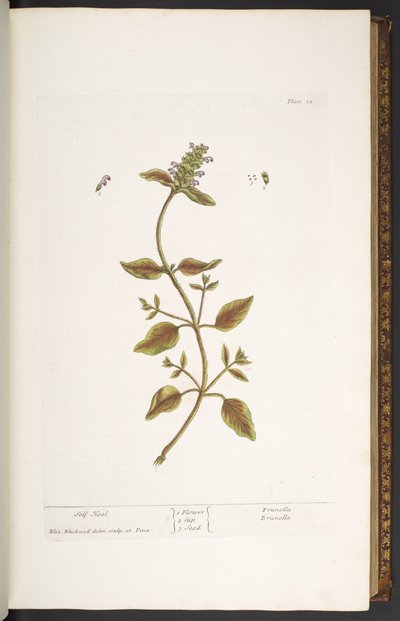 Tallrik 24, Self Heal, från 