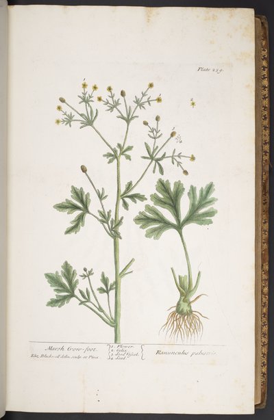 Tallrik 259, från 
