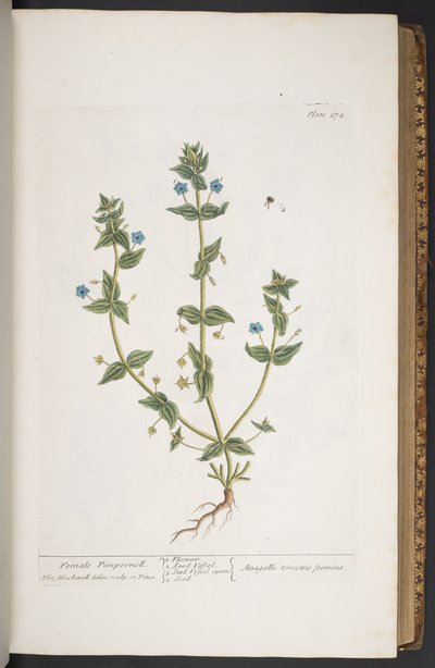 Tallrik 274, från 