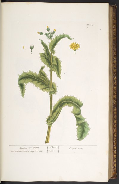 Tallrik 30, Prickly Son Thistle, från 