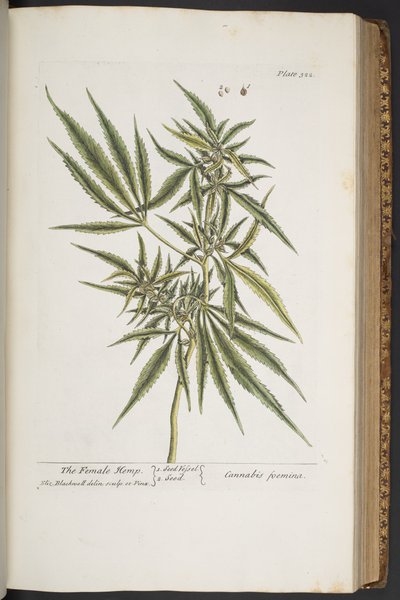 Tallrik 322, The Female Hemp, från 