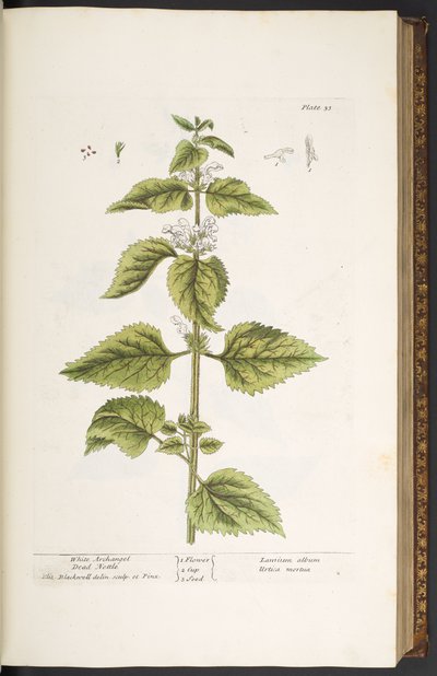 Tallrik 33, White Archangel Dead Nettle, från 