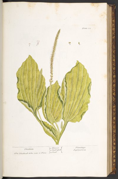 Tallrik 35, groblad, från 