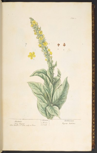 Tallrik 3, Mullein, från 