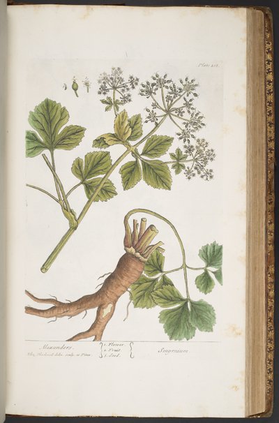 Tallrik 408, Alexanders, från 
