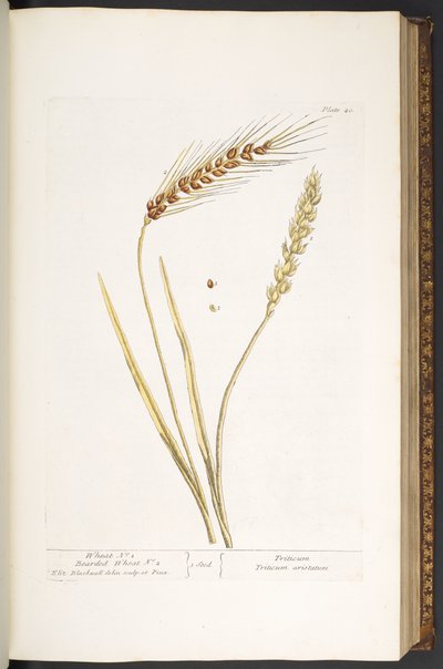 Tallrik 40, Wheat, and Bearded Wheat, från 