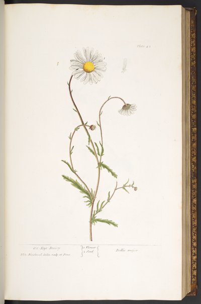 Tallrik 42, Ox-Eye Daisy, från 