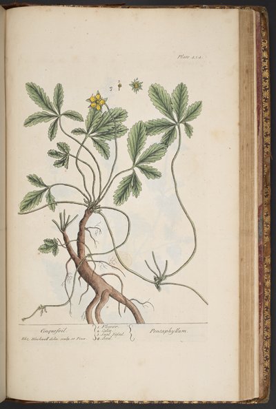 Tallrik 454, Cinquefoil, från 