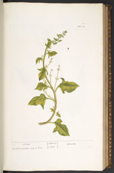 Tallrik 49, Spinage, från 