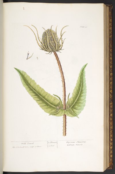 Tallrik 50, Wild Teasel, från 