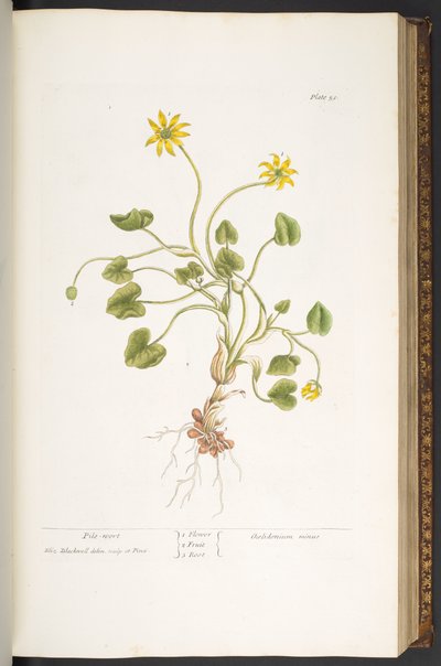 Tallrik 51, Pile-Wort, från 