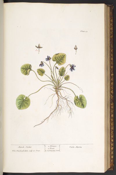 Tallrik 55, March Violet, från 
