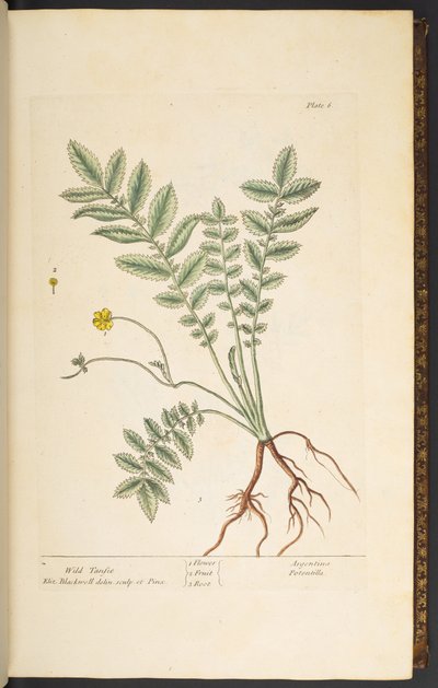 Tallrik 6, Wild Tansie, från 