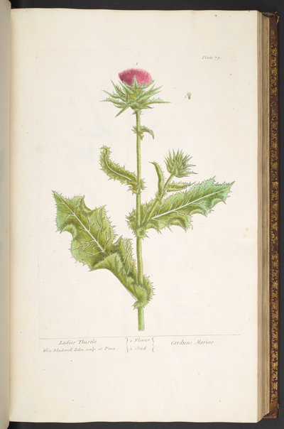 Tallrik 79, Ladies Thistle, från 