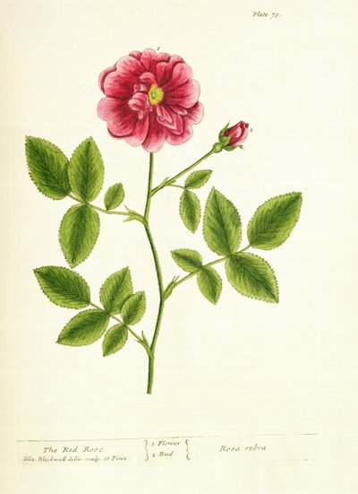 Rose: Gallica, från 