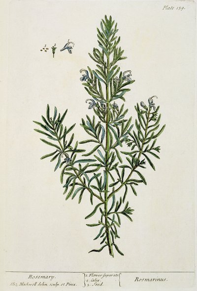 Rosmarinus Officinalis, från "A Curious Herbal", 1782 (färggravyr). av Elizabeth Blackwell