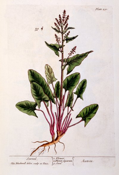 Sorrel, tallrik 230 från 
