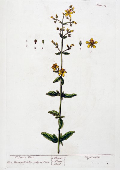 Johannesört, 1782 av Elizabeth Blackwell
