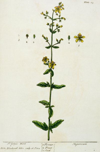 Johannesört, tallrik 15 från 