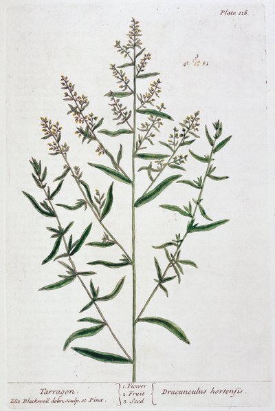 Dragon, 1782 av Elizabeth Blackwell