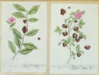 Tea and China Tea, platta från "Herbarium Blackwellianum" som publicerades 1757 i Nürnberg, Tyskland (färggravyr) av Elizabeth Blackwell
