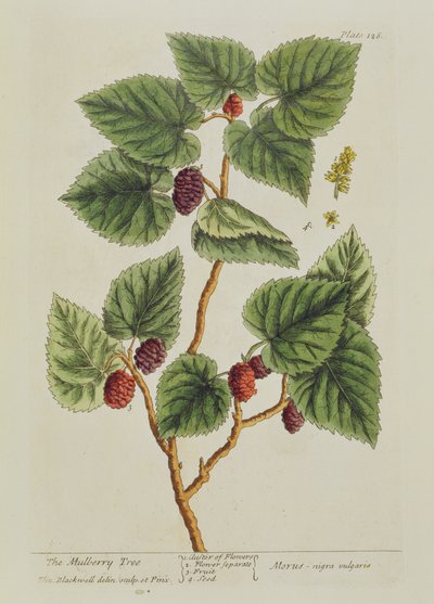 The Mulberry Tree, tallrik 126 från 