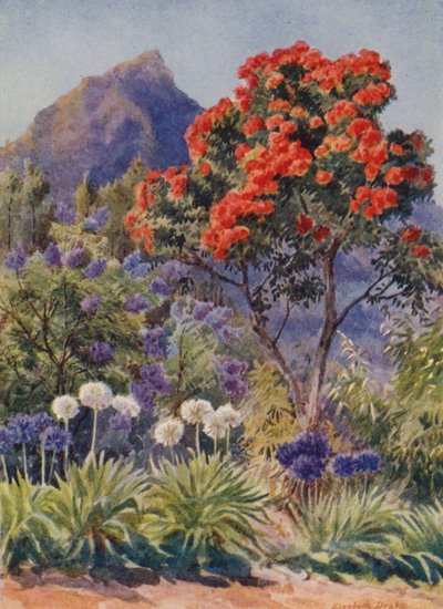 Scharlakansblommande eukalyptus, nära Kapstaden (färglitografi) av Elizabeth Drake