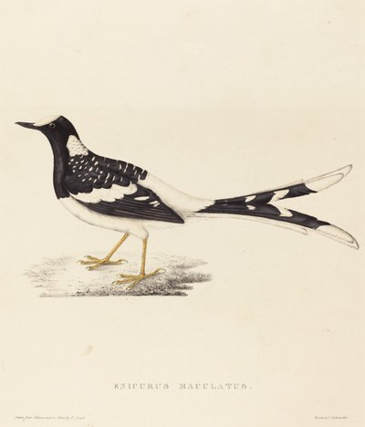 Enicurus Maculatus (fläckig gaffelsvans) av Elizabeth Gould