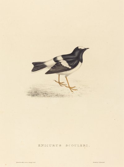 Enicurus Scouleri (lilla gaffelsvansen) av Elizabeth Gould