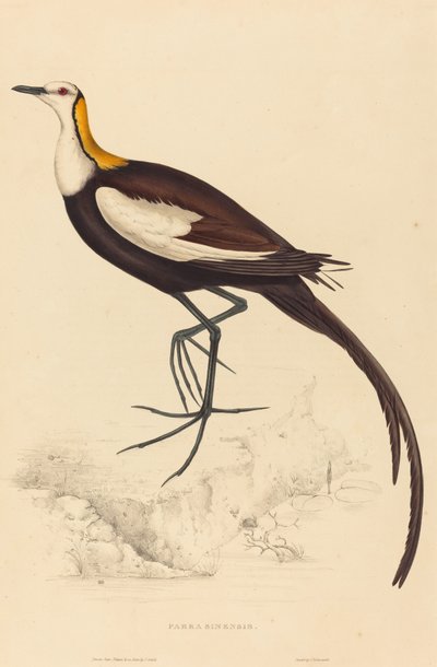 swedish av Elizabeth Gould