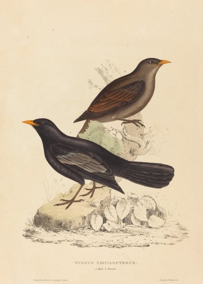 Turdus Poecilopterus (aztekisk trast) av Elizabeth Gould